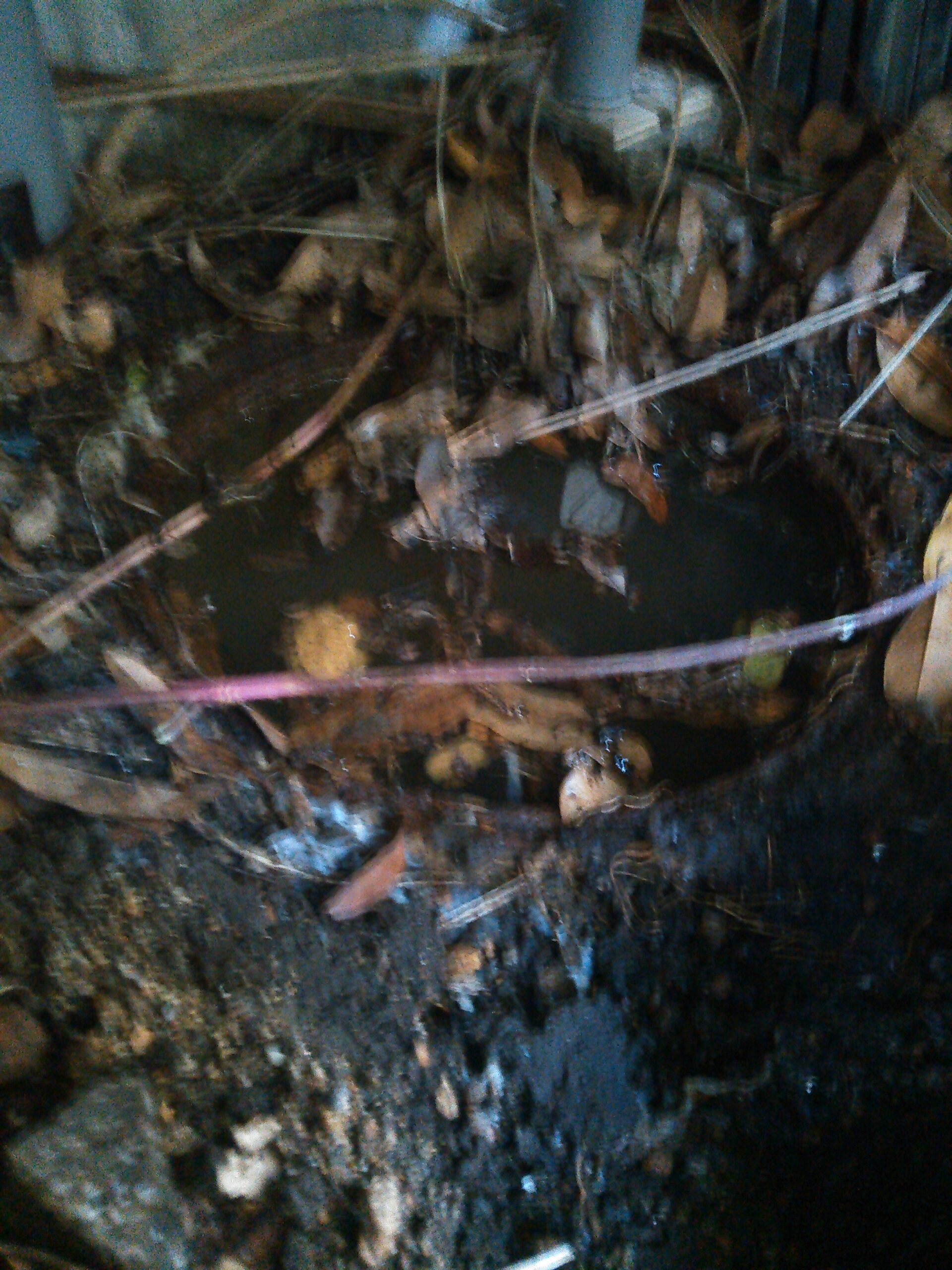 排水管に植物が入り込み詰まっています。